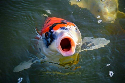 Sera 7145 Koi Nature 11.6 Oz 1.000 Ml Pet Food, One Size - Image 4