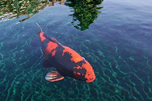 Sera 7022 KOI Color Medium 3.800 Ml Pet Food, One Size - Image 5