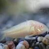 Swimming Creatures 5 Albino Corydoras, Albino Corycats, Freshwater Aquarium Catfish