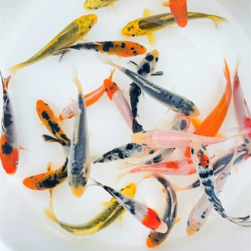 Toledo Goldfish Standard Fin Koi, Variety Of Colors And Patterns - Perfect For Ponds Or Aquariums - 3-4 Inches, 50 Count - Image 11