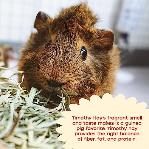 GuineaDad Timothy Hay Bar - Guinea Pig Food - 5 Pack - Pet Food For Rabbits, Small Animals, Hamster Food - Filtered & Hand Packed Guinea Pig Hay - Keeps Hay Secure And Encourages Active Eating - Image 5