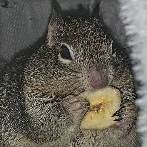 Treat Assortment 10 Pack - Healthy Treat With Mix Of Dried Fruits, Dried Insects, & Crunchies - Sugar Gliders, Rats, Chinchillas, Parrots, Guinea Pigs, Hamsters, Small Animals - Sample Variety - Image 3