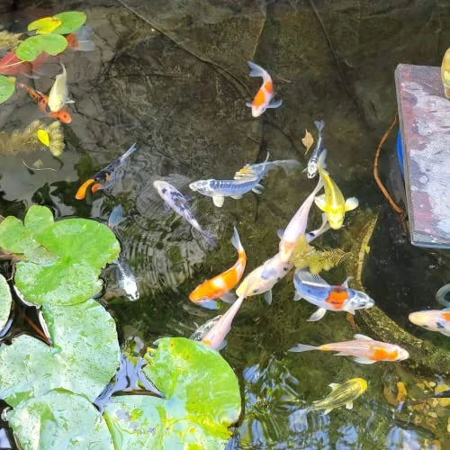 Toledo Goldfish Standard Fin Koi, Variety Of Colors And Patterns - Perfect For Ponds Or Aquariums - 3-4 Inches, 50 Count - Image 4