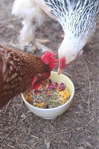 Pampered Chicken Mama Backyard Chicken Nesting Herbs For Great Eggs 10 Oz - All-Natural Backyard Chicken Feed Supplies - Hen Treats For The Best Eggs Ever - High Calcium Supplement For Chickens - Image 2