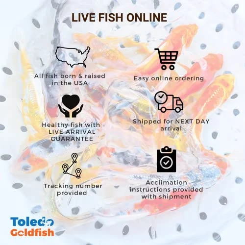 Toledo Goldfish Standard Fin Koi, Variety Of Colors And Patterns - Perfect For Ponds Or Aquariums - 3-4 Inches, 50 Count - Image 6