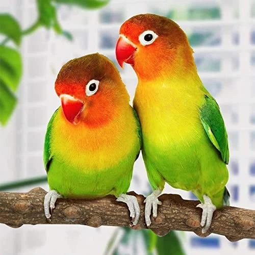JYDQM 4Pcs/Set Pet Bird Chew Toys Parrot Perches Cage Ladders Stand Paw Grinding Toys For Parrot Bites Pet Product - Image 3
