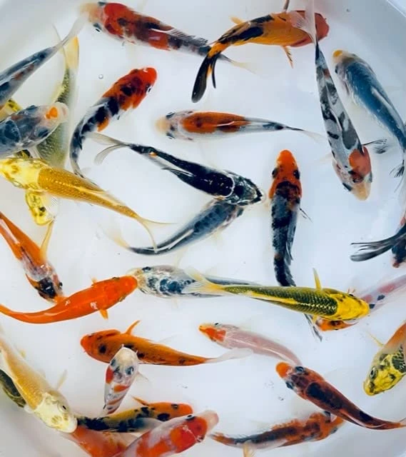 Toledo Goldfish Standard Fin Koi, Variety Of Colors And Patterns - Perfect For Ponds Or Aquariums - 3-4 Inches, 50 Count - Image 2