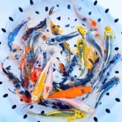 Toledo Goldfish Butterfly And Standard Fin Koi Combo, Variety Of Colors And Patterns - Perfect For Ponds Or Aquariums - 3-4 Inches, 10 Count