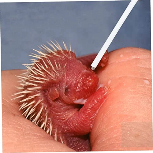 9 Pcs Hose Feeder Bird Syringe Feeder Birds Feeding Tube Bird Feeding Syringe Birds Feeding Fittings Plastic Birds Feeding Hose Birds Feeding Hose Accessory Pearlescent Makeup - Image 4