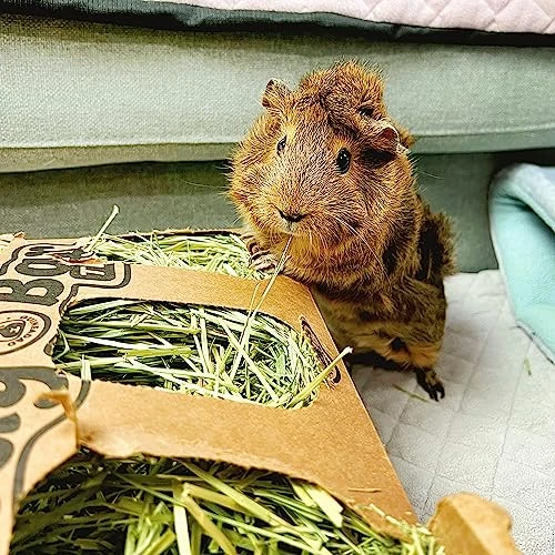 GuineaDad Timothy Hay Bar - Guinea Pig Food - 5 Pack - Pet Food For Rabbits, Small Animals, Hamster Food - Filtered & Hand Packed Guinea Pig Hay - Keeps Hay Secure And Encourages Active Eating - Image 3